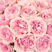 David Austin Garden Rose Light Pink Miranda Close Up - Image