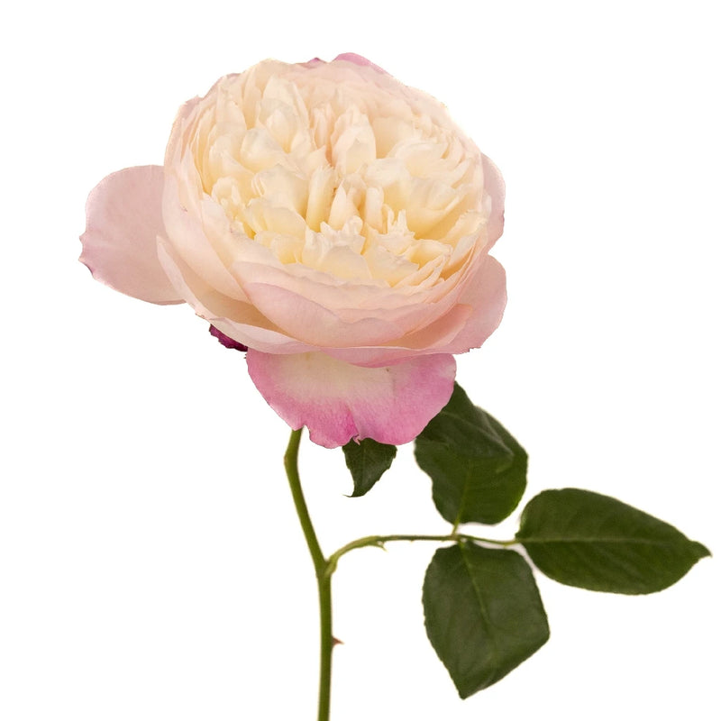 Pink Cloud David Austin Constance Garden Rose Stem - Image