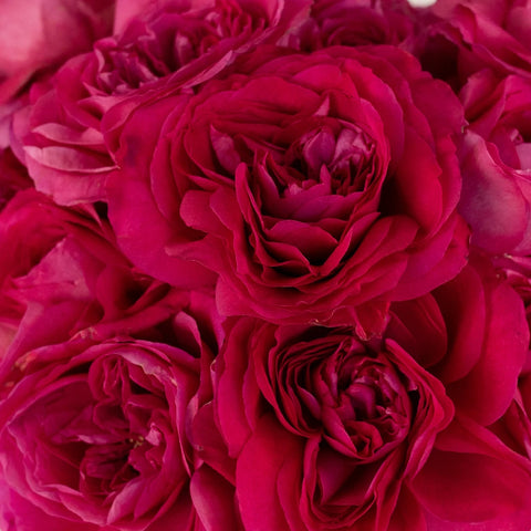 Shocking Pink Garden Rose Close Up - Image