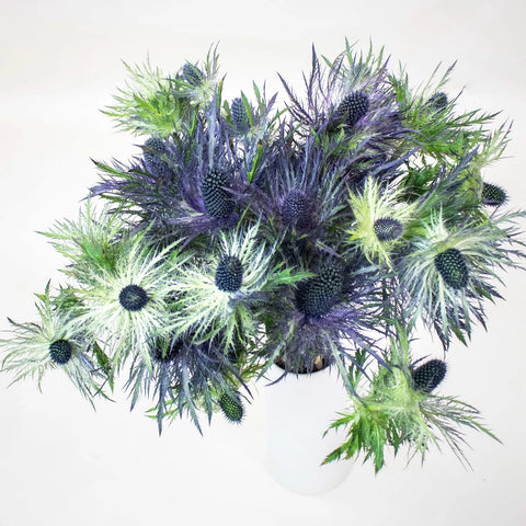 Deep Blue Thistle Wholesale In a Vase
