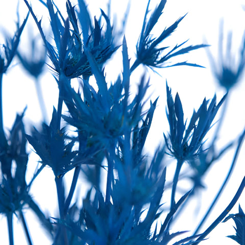 Deep Blue Tinted Thistle Flowers