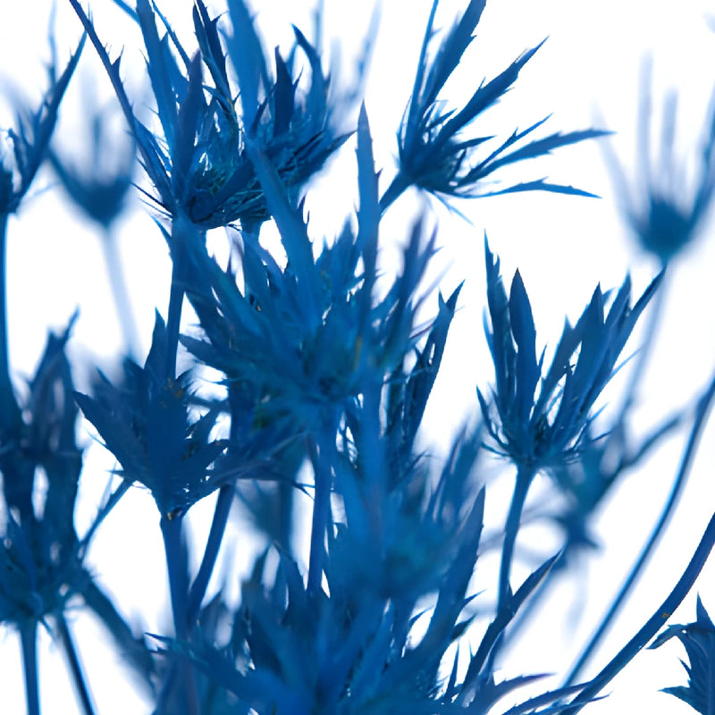 Deep Blue Tinted Thistle Flowers