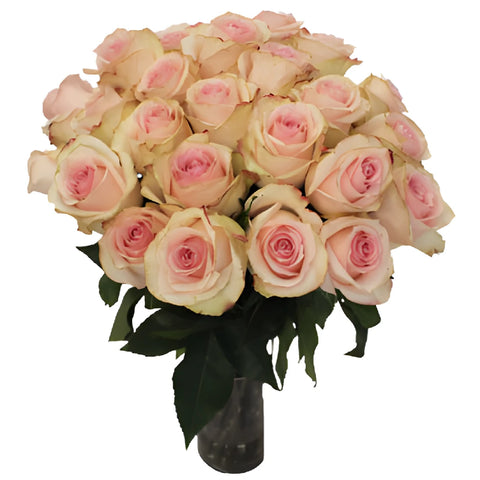 Antique Creamy Pink Rose