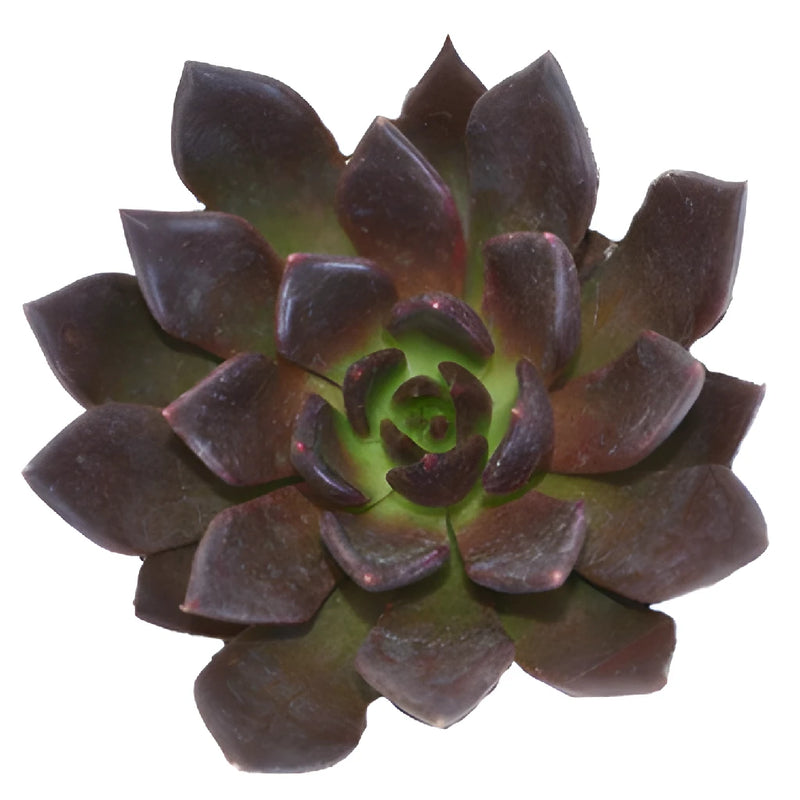 Deep Red Succulents
