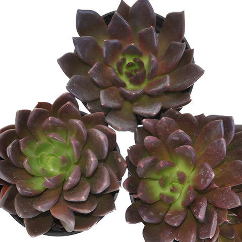 Deep Red Succulents