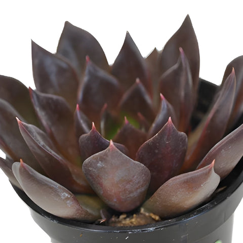 Deep Red Succulents