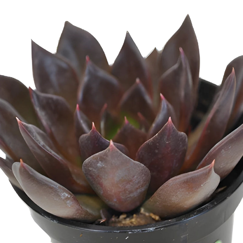 Deep Red Succulents