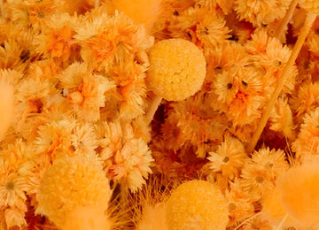 Desert Orange Dried Pack Close Up - Image