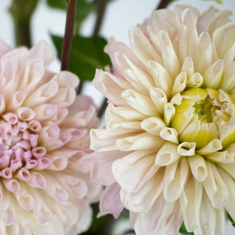 Cream Destiny Dahlia Flower Up Close
