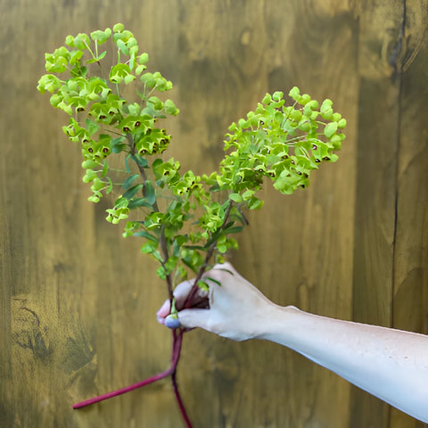 Single stems of dog eye euphorbia greenery sold as bulk greens