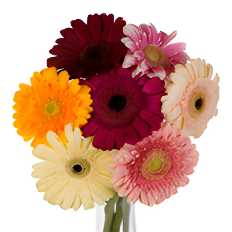 Double your Mother's Blooms Gerber Daisy Flowers