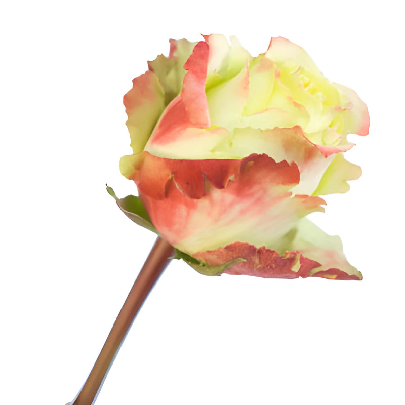 Antique Green Zazu Rose