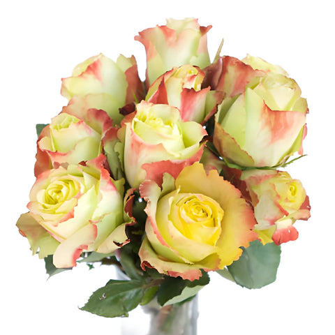 Antique Green Zazu Rose