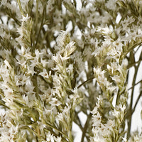 Dried German Statice