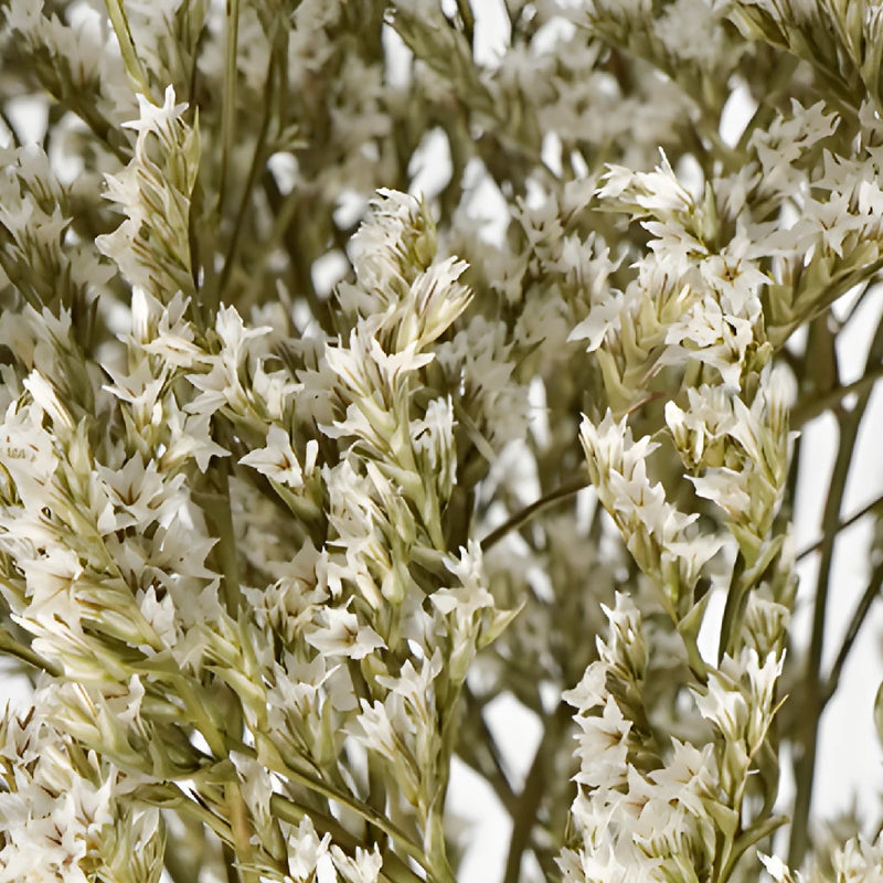 Dried German Statice