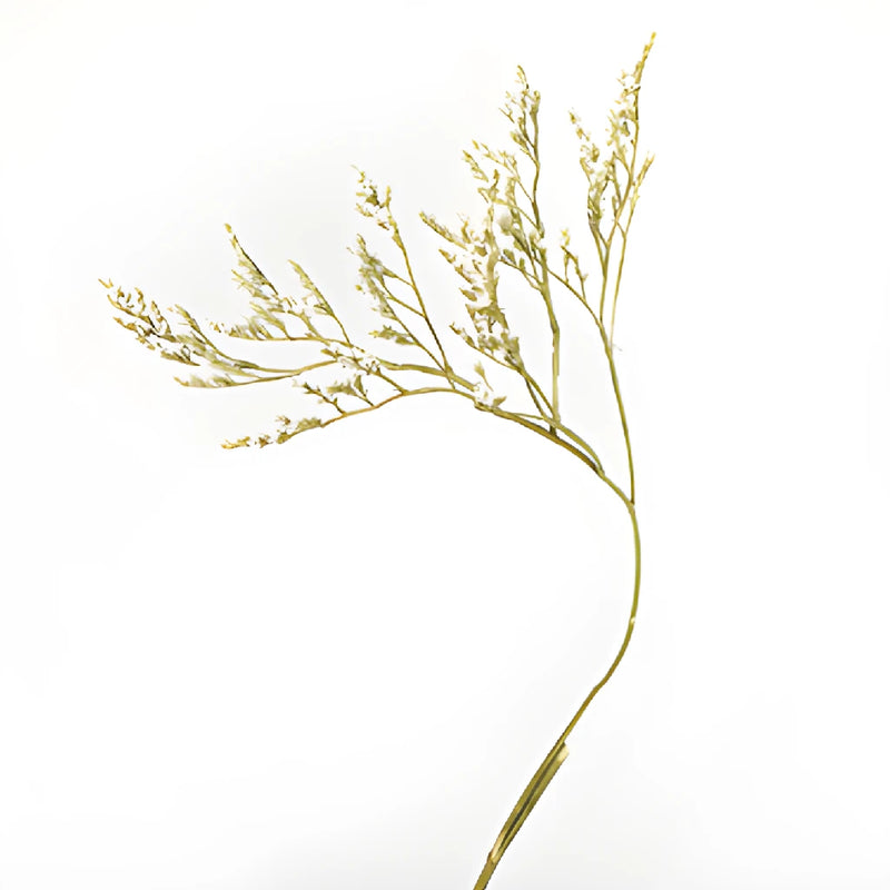 Dried German Statice