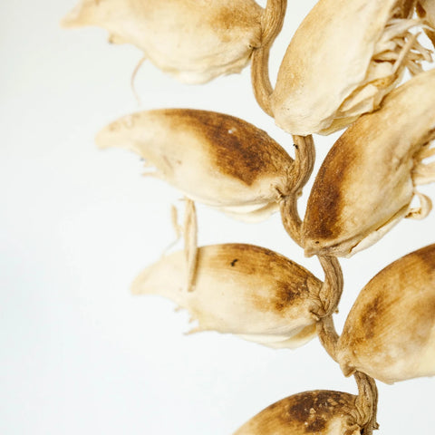 Dried Heliconia Flowers Close Up - Image