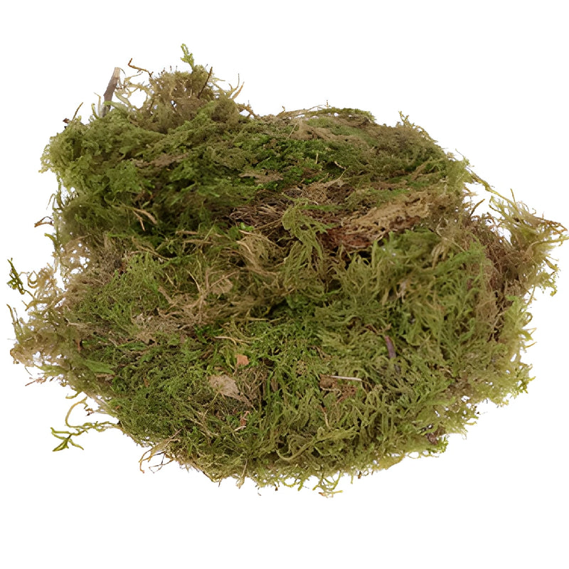 Dried Mountain Moss