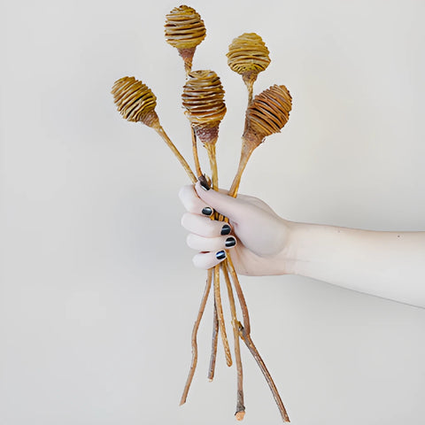 Dried Platys Spiral Cones