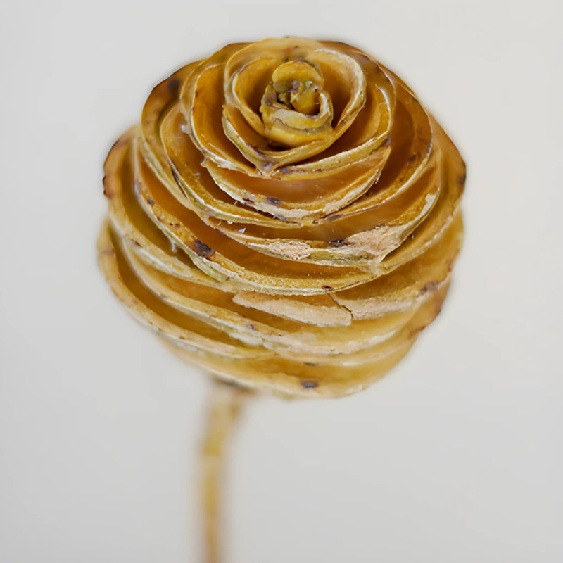 this is a test alt text Dried Platys Spiral
