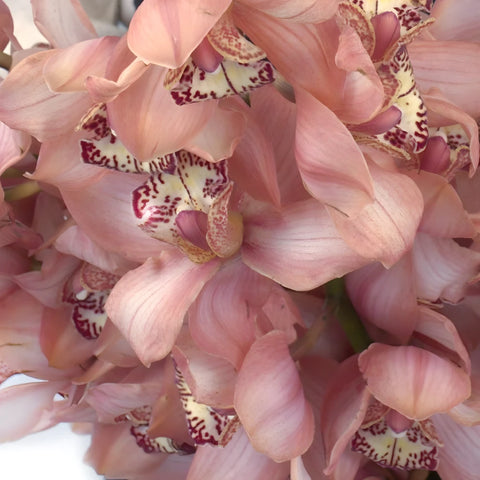 Chocolate Browny Cymbidium Orchid Close Up - Image