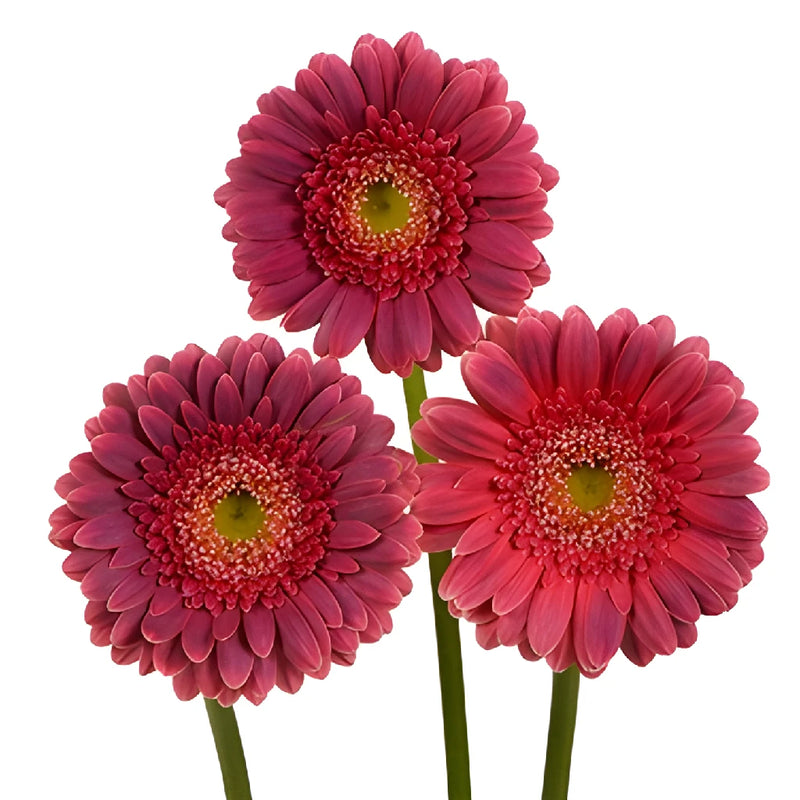 Dynamo Hot Pink Mini Gerbera Daisy