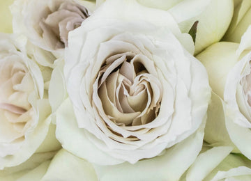 Early Grey Rose