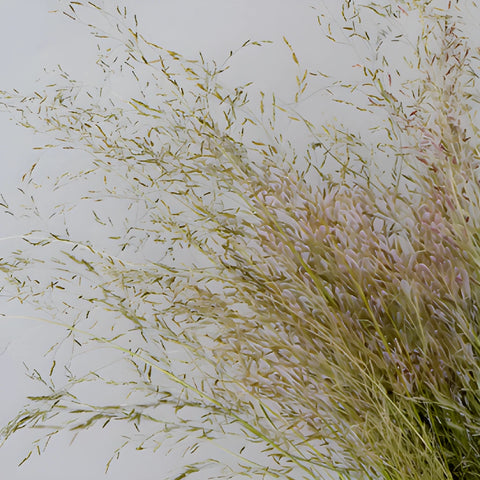 Ebony Love Grass