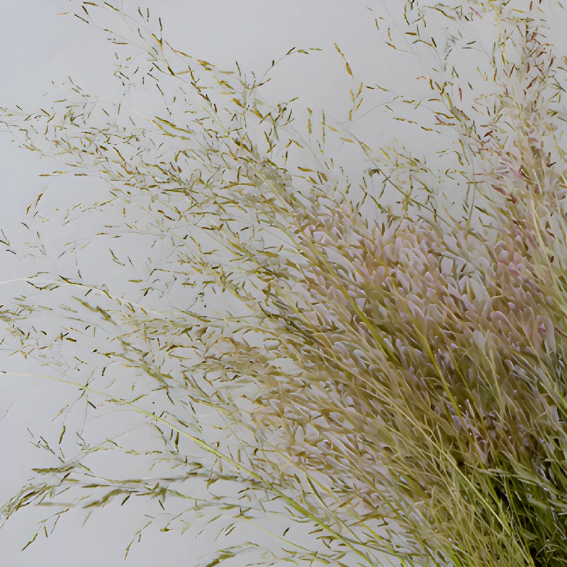 Ebony Love Grass