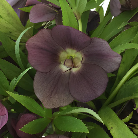 Eggplant Purple Wedding Designer Hellebore Flowers
