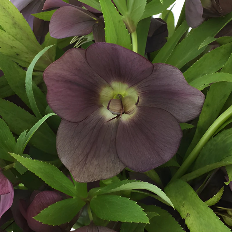 Eggplant Purple Wedding Designer Hellebore Flowers