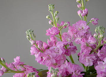 El Aleli Light Pink Stock Wholesale Flower Upclose