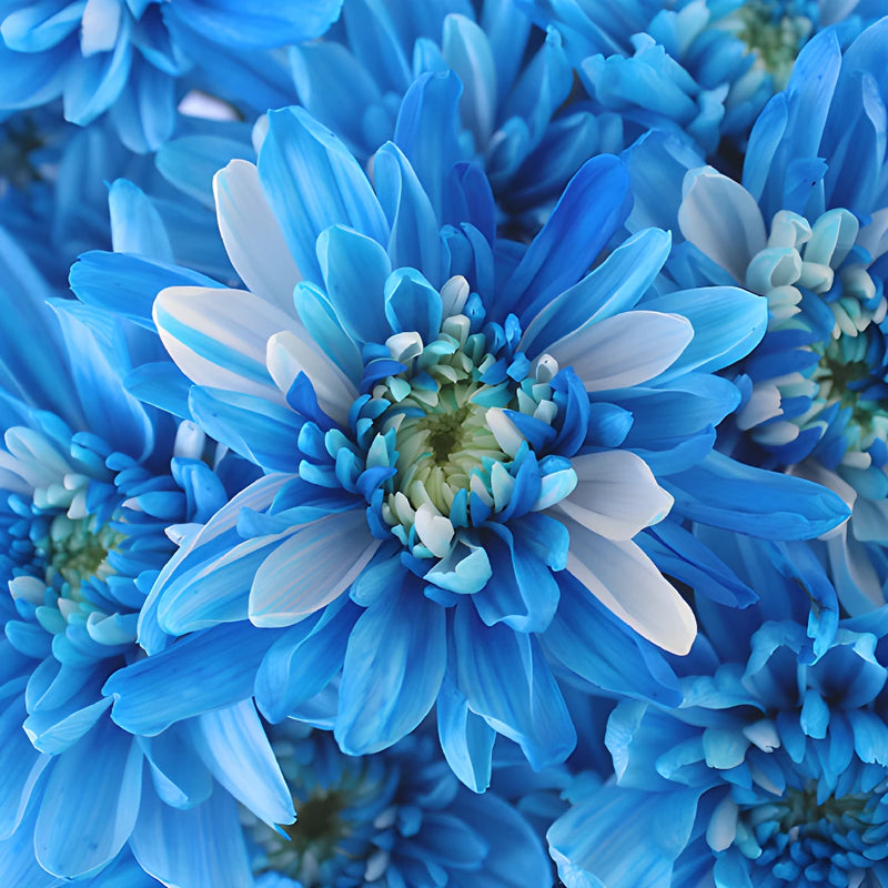 Electric Blue Tinted Flowers