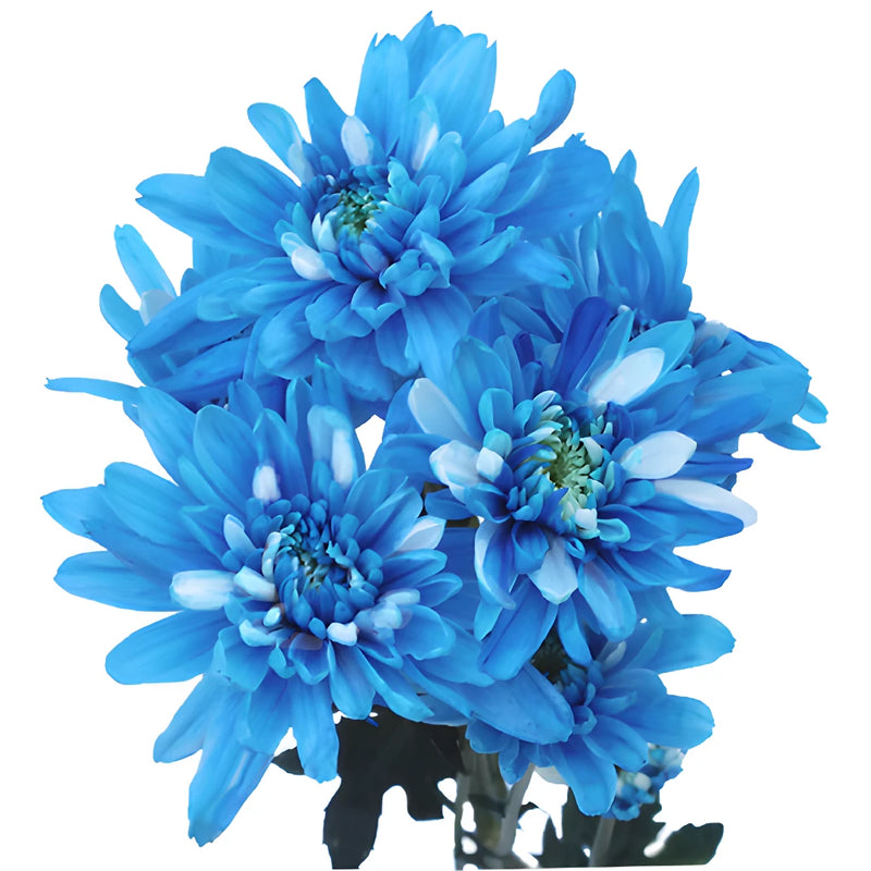 Electric Blue Tinted Flowers