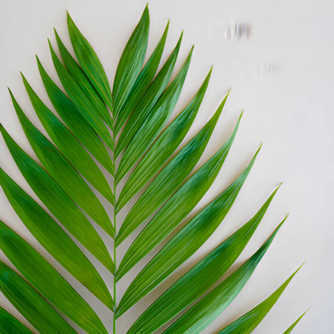 Emerald Palm Greens