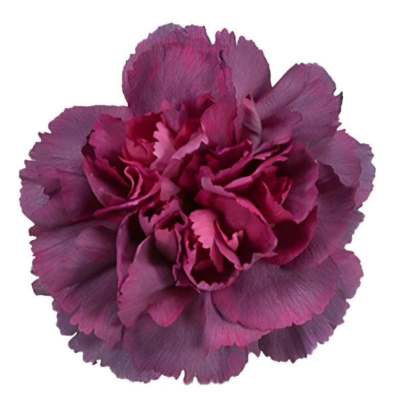 Hypnosis Hot Pink and Purpleberry Carnation Flower Bloom