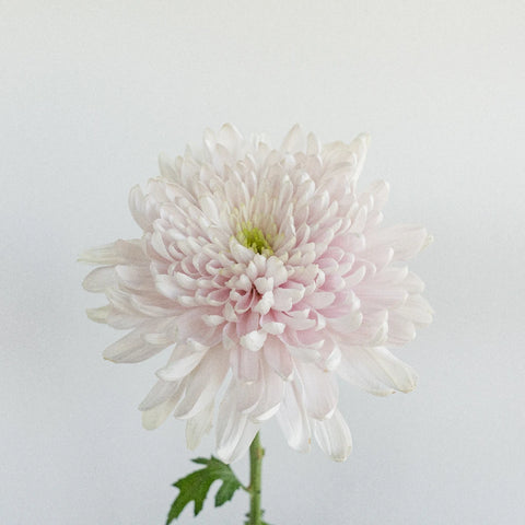 Candyfloss Stem - Image