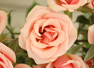 Ilse pale pink Roses up close