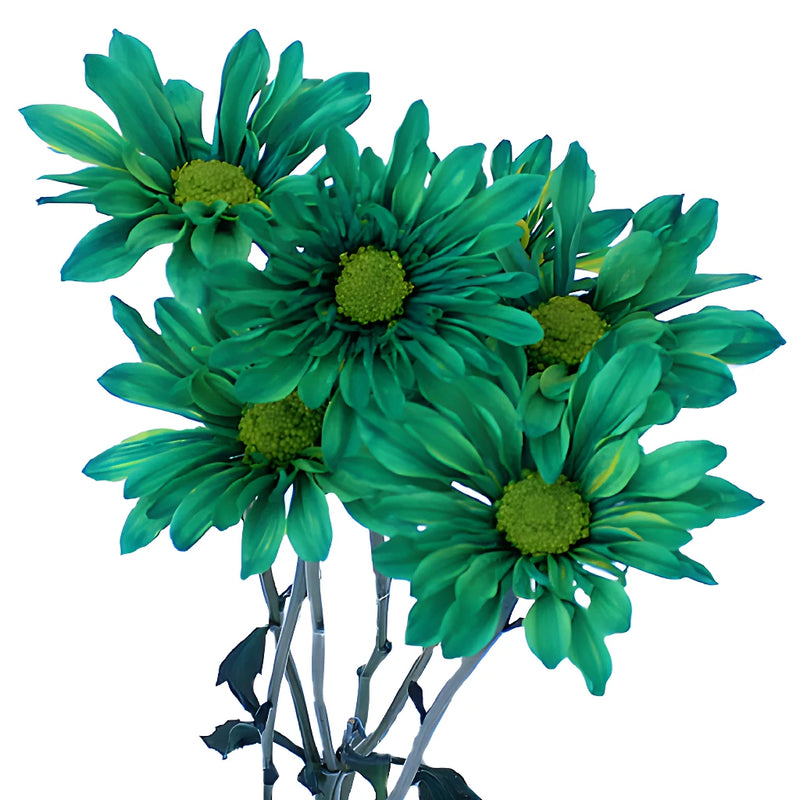 Tinted Green Daisy Flower