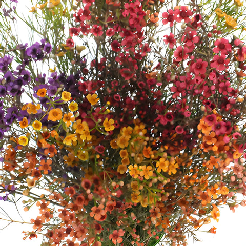 Rainbow Mix Tinted Wax Flowers