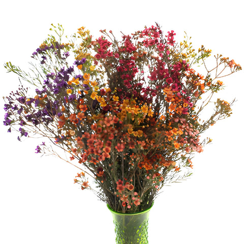 Rainbow Mix Tinted Wax Flowers