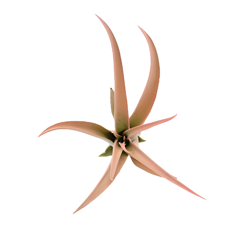 Tinted Peach Capitata Air Plants