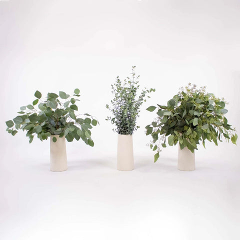Eucalyptus Mixed Pack in white vases