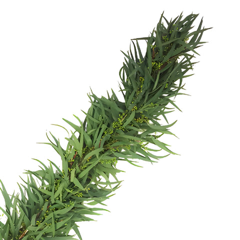Willow Seeded Eucalyptus Wholesale Greenery FlatLay