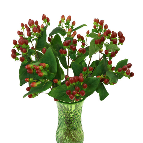 Excellent Flair Marsala Red Hypericum Berries