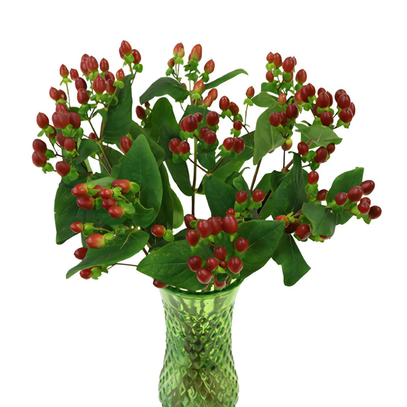 Excellent Flair Marsala Red Hypericum Berries