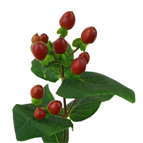 Excellent Flair Marsala Red Hypericum Berries