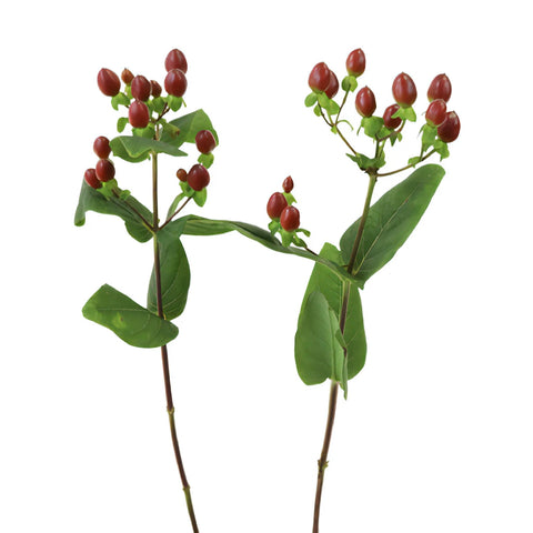 Excellent Flair Marsala Red Hypericum Berries