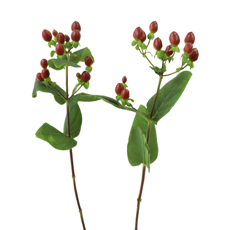 Excellent Flair Marsala Red Hypericum Berries