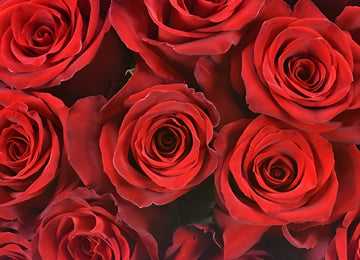 Explore the World Red Rose